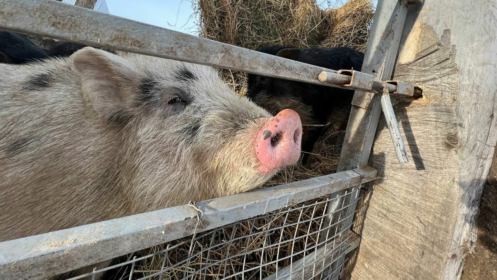 В Приморье уничтожат каждую восьмую свинью после вспышки АЧС на предприятии