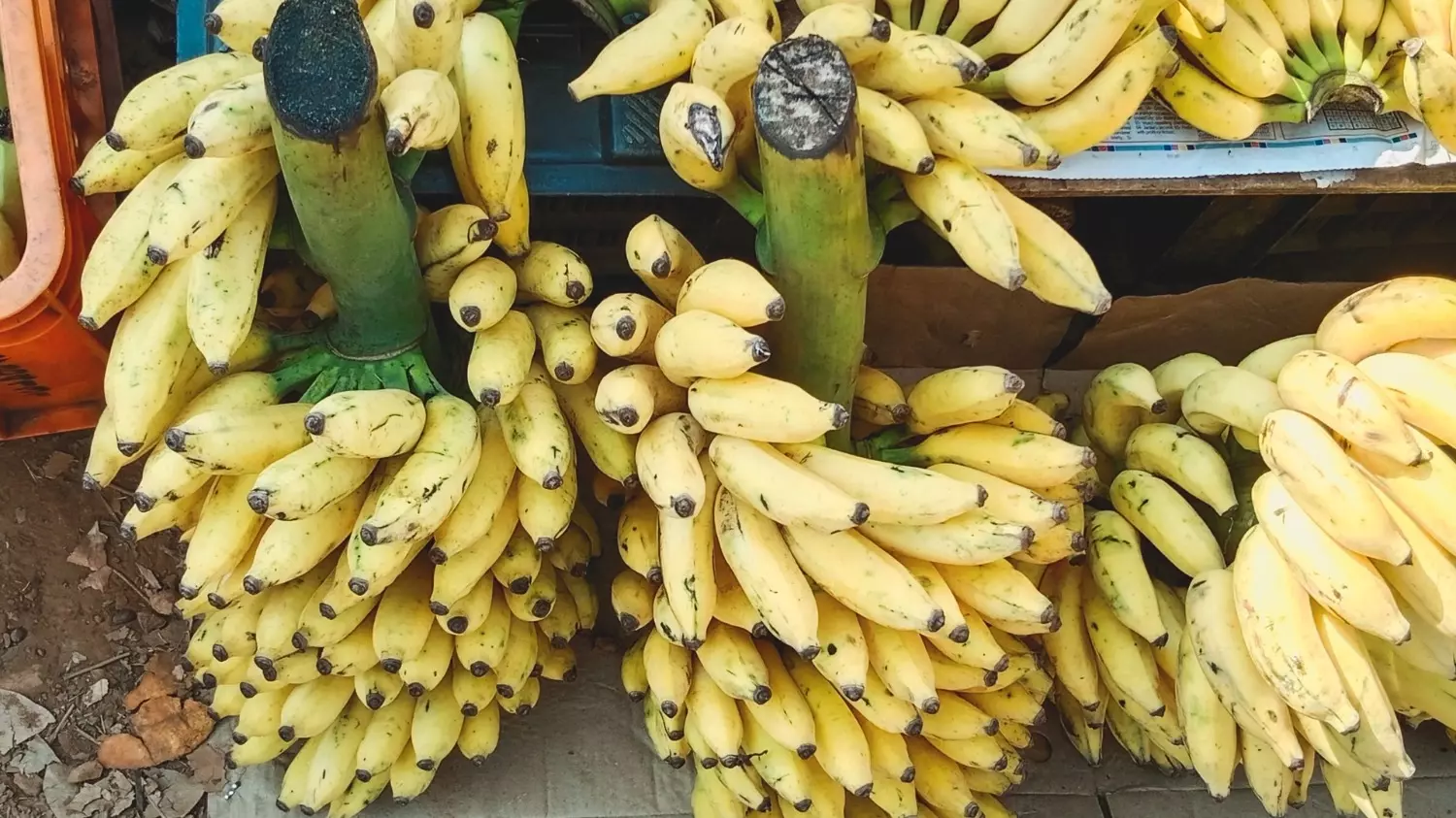 Желтые бананы лучше хранить в холодильнике, а зеленоватые — при комнатной температуре