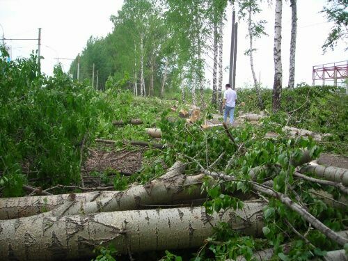 Экологи - Совету Федерации: реновация нанесет колоссальный ущерб Москве