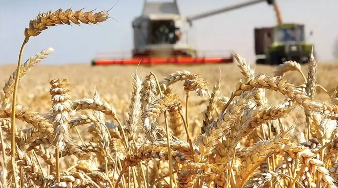 Те, кто не выращивал пшеницу, заработал на ней миллиарды, а у хозяйств — триллион убытков и бублика дырка